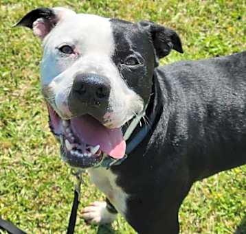 Photo of Apollo