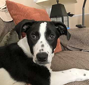 Photo of Boomer ~ meet me!