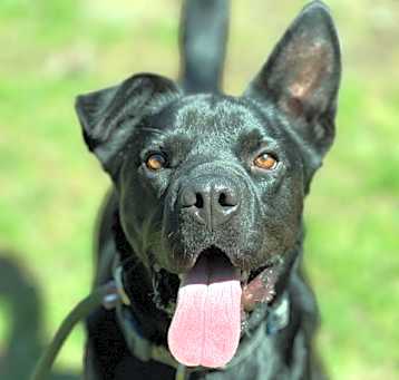 Photo of Ace