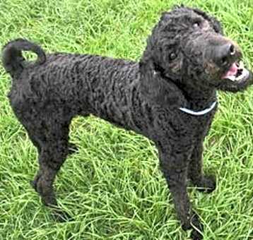 Photo of Moose