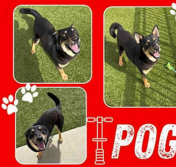 Photo of POGO