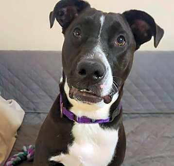 Photo of Jelly Bean