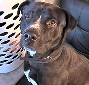 Photo of Shiloh