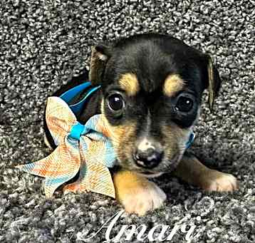 Photo of Amari - ADOPTION IN PROCESS