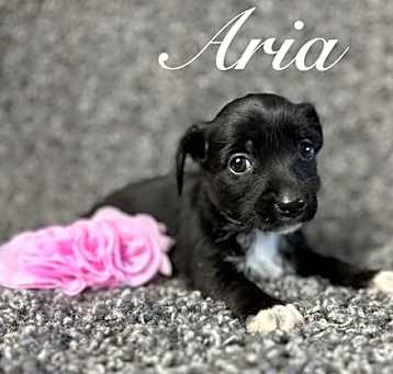 Photo of Aria - ADOPTION IN PROCESS