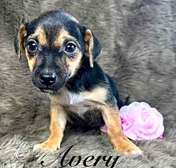 Photo of Avery