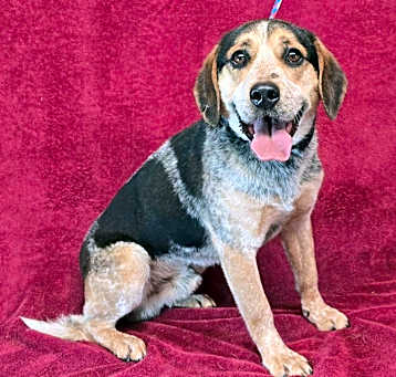 Photo of Testing Dog