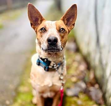 Photo of Maple