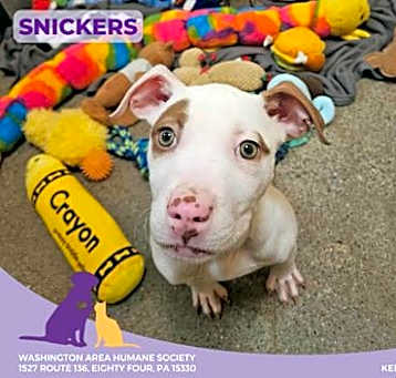 Photo of Snickers