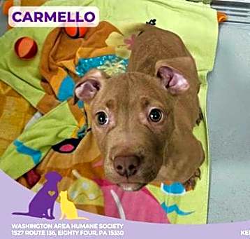 Photo of Carmello
