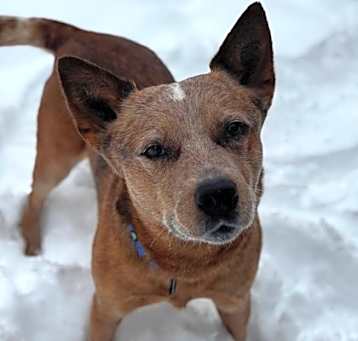 Photo of Red