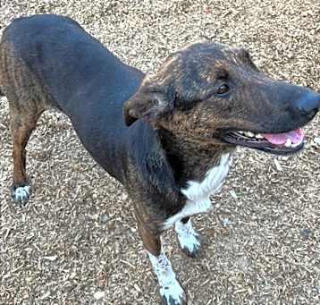 Photo of Gidget