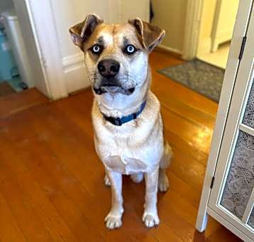 Photo of Taz