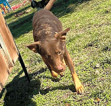 Photo of Coco