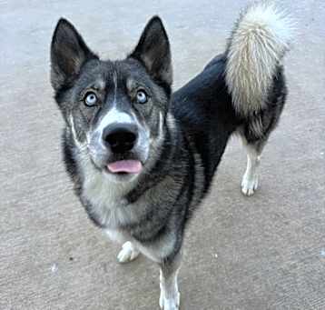 Photo of Chico