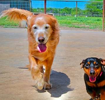 Photo of Jezebel (temporary foster needed only, bonded to Lucy)