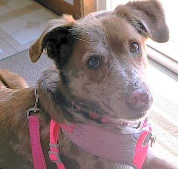 Photo of Cocoa