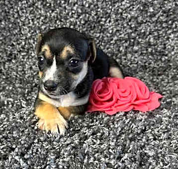 Photo of Alina - ADOPTION IN PROCESS