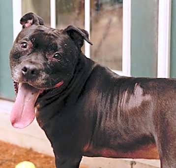 Photo of Puppy