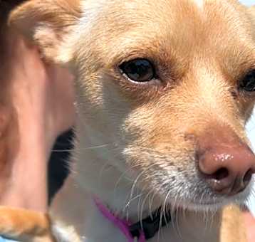 Photo of Lola