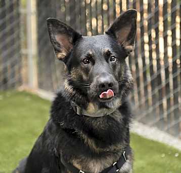 Photo of Dodger