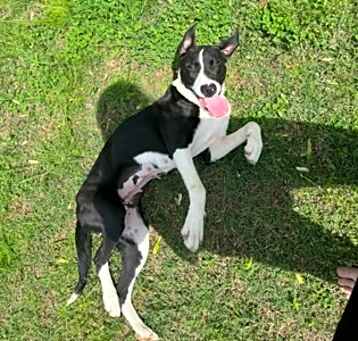 Photo of Bella