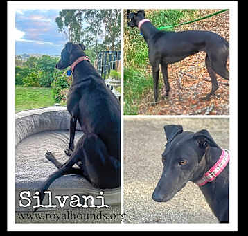 Photo of Silvani