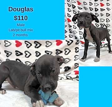 Photo of Douglas