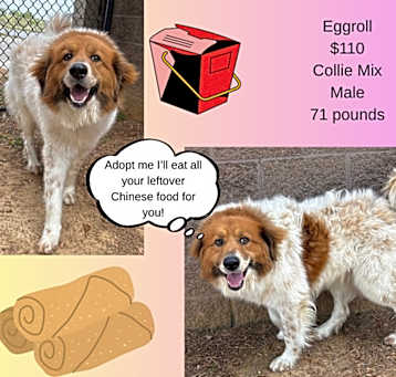 Photo of Eggroll
