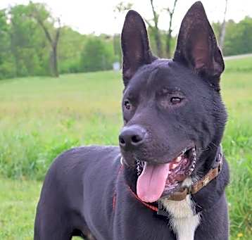 Photo of Loki
