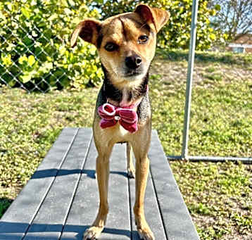 Photo of Estrella