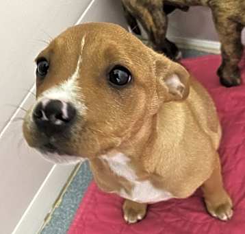 Photo of Roxy