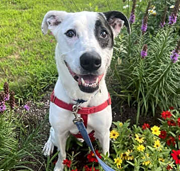 Photo of Odin