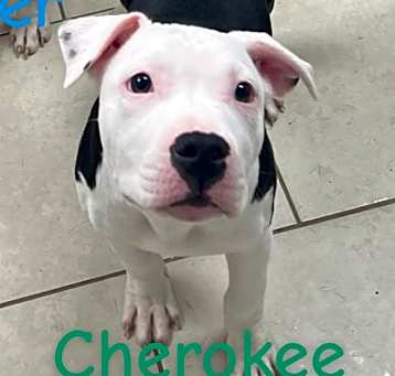 Photo of Cherokee