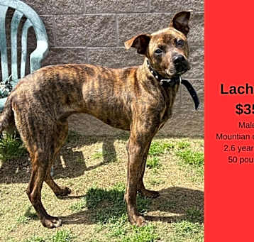 Photo of Lachlan