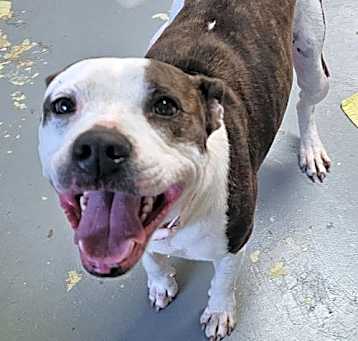Photo of Daisy