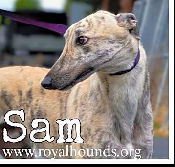 Photo of Sam