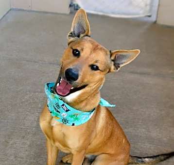 Photo of Spark (In Foster)