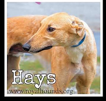 Photo of Hays