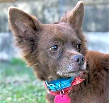Photo of Cinnamon