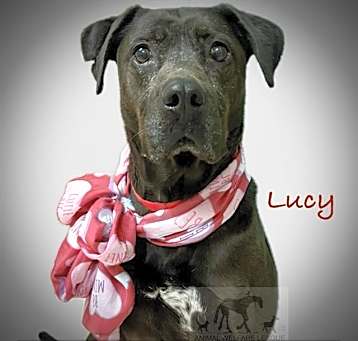 Photo of LUCY