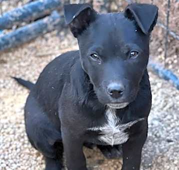 Photo of Popeye