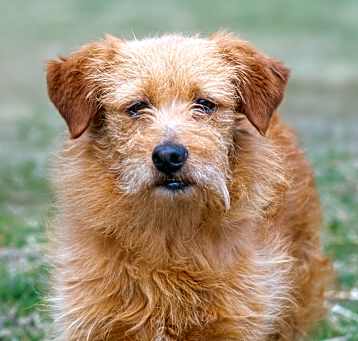 Photo of Willi