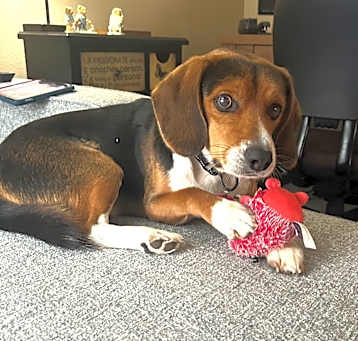 Photo of Blu