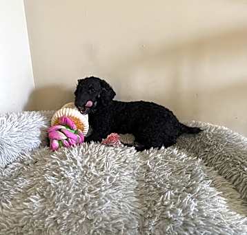 Photo of Beau