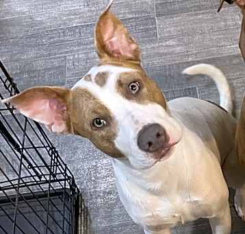 Photo of Shiloh