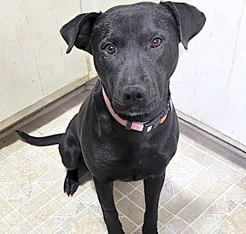 Photo of Delta~adopted!