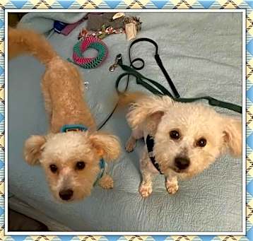 Photo of Adopted!! Bailey/Bentley- C.TX