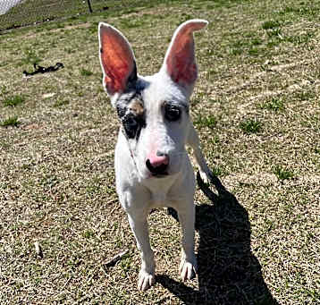 Photo of Annie