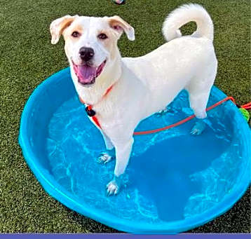 Photo of Layla